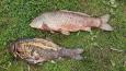 IMG-20220430-WA0003.jpg