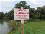 Blauwalg in de kolk