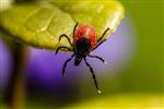 Zo verminder je de kans op insectensteken en -beten rondom het water